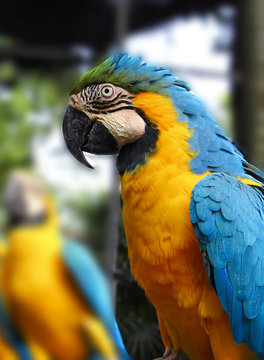 Parrot in Thailand zoo