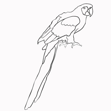 coloring of Caribbean parrot sitting. illustration