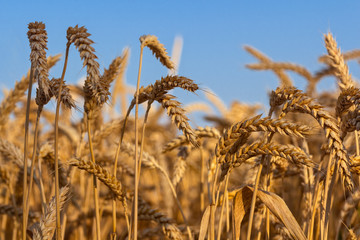  ears of ripe wheat against blue sky