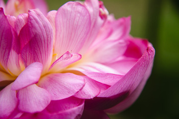 Fototapeta na wymiar Lotus flower closeup