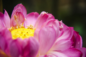 Obraz na płótnie Canvas Lotus flower closeup