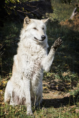 A male Grey Wolf.