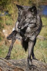A female Grey Wolf.