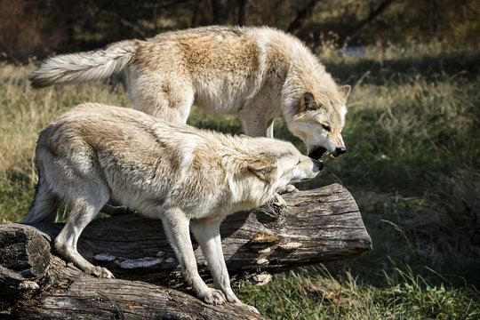 Fototapeta One wolf displaying his dominance over his brother who is cowering down.