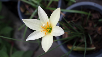Fototapeta na wymiar White Rain Lily Flowers Blooming