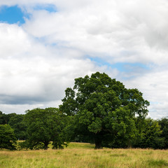 Fototapeta na wymiar Green Landscape in the Park with Blue Sky
