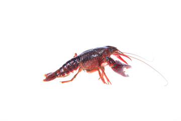 Crawfish