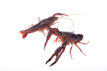 Crawfish, white background, close-up