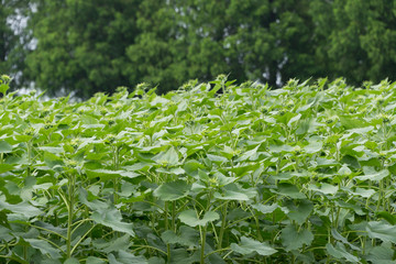 Sunflower Buds
