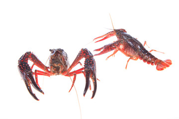 Crawfish, white background, close-up