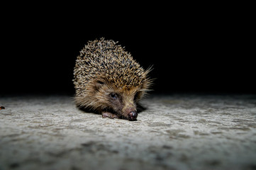 West European Hedgehog © underworld