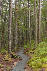 Path into a Coastal Rain Forest