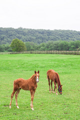 Fototapeta premium 仔馬