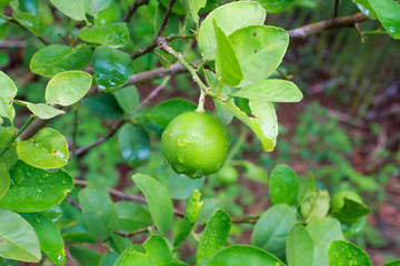Fresh lime on the tree