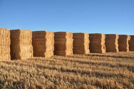 fardos de paja en el campo