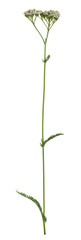 Fototapeta na wymiar Yarrow, Achillea millefolium isolated on white background