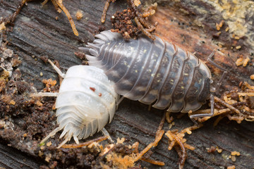 Common woodlouses, Oniscus asellus on wood, one has just finished moulting.