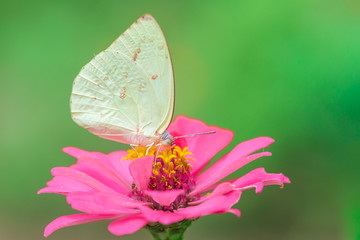 Closeup Butterfly on Flower.