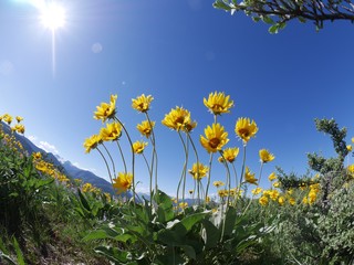 Backlit arnica wild flowers. North Cascades National Park, Winthrop, Washington, USA. 