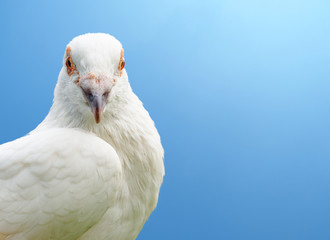 white pigeon bird isolated on gray