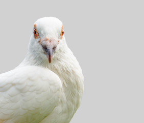white pigeon bird isolated on gray