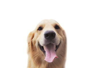 Dog Golden Central Intelligence lovely temperament good health. The cheerful colors, polished brass.