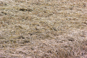 刈り取られた牧草地