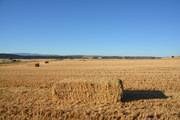 Fototapeta premium fardo de paja en un campo de cereales