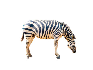 alive zebra with pattern on its skin, isolated on white