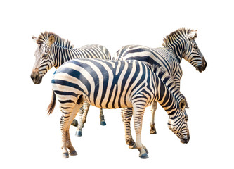 Fototapeta na wymiar alive zebra with striped pattern on its skin, isolated on white