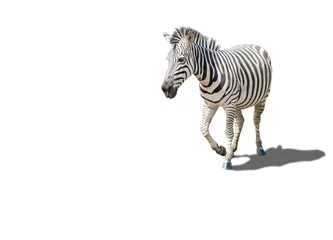 Foto op Plexiglas levende zebra met gestreept patroon op zijn huid, geïsoleerd op wit © missisya