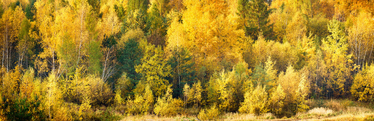 Fototapeta premium colorful autumn in the birch forest
