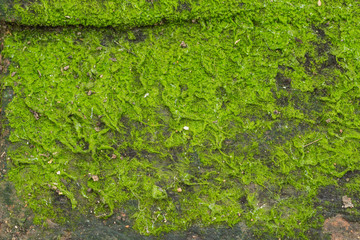 moss background, green moss on the ground, moss texture for background.
