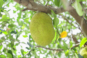Jackfruit on the tree with green leaves blur background, baby green jackfruit.