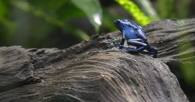 Blue Tree Frog Climbs A Tree Bark Rainforest.