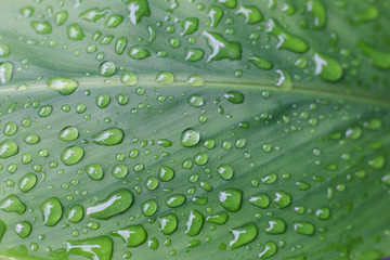 Water drops on green leaf