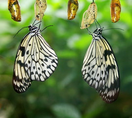 Fototapeta premium baumnymphen