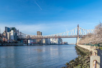 Obraz premium Roosevelt Island during cherry blossom in New York City