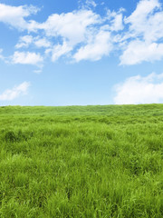 Obraz premium park nature background