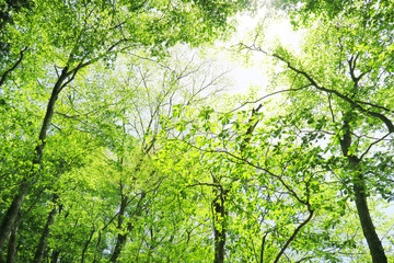 forest nature background