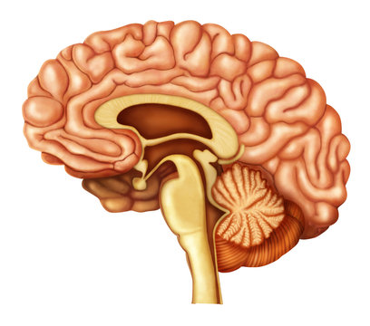 The Human Brain Structure
