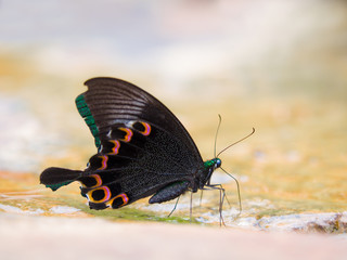 Fototapeta na wymiar close up shot on beautiful monarch butterfly