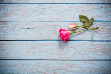 Beautiful roses on blue old wooden background