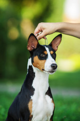 Vertical portrait of one dog of basenji breed with short hair of tricolor black, white and red color, sitting outside with green background on summer.
