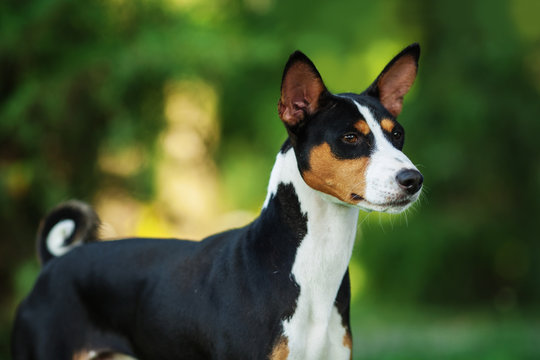 Horizontal portrait of one dog of basenji breed with short hair of tricolor black, white and red color, standing outside with green background on summer.