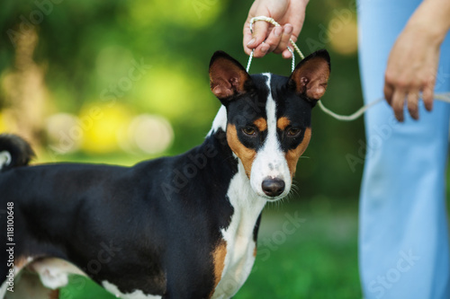 Horizontal Portrait Of One Dog Of Basenji Breed With Short Hair Of