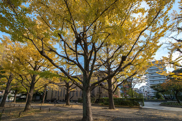 Fototapeta premium 横網町公園