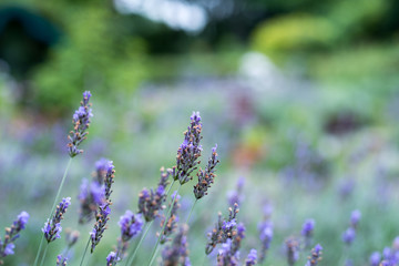 Obraz premium purple lavender