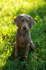 Vertical portrait of one young puppy dog of weimaraner breed with gray coat sitting outdoors on...