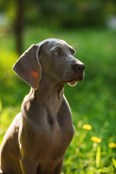One young puppy dog of weimaraner breed with gray coat sitting outdoors on green grass on summer sunny day